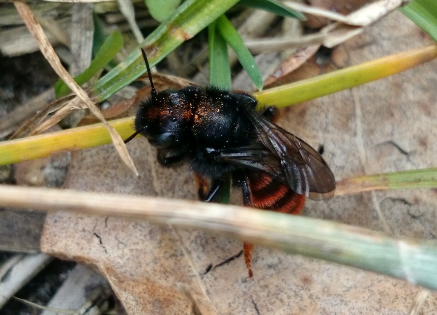 Osmia bicolor