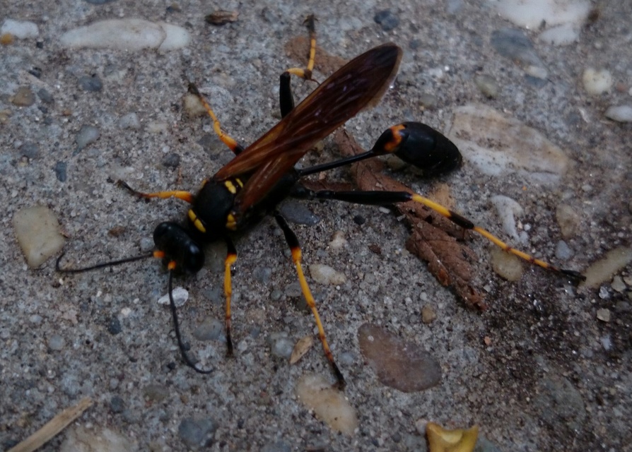 Sceliphron caementarium - feketenyelű lopódarázs