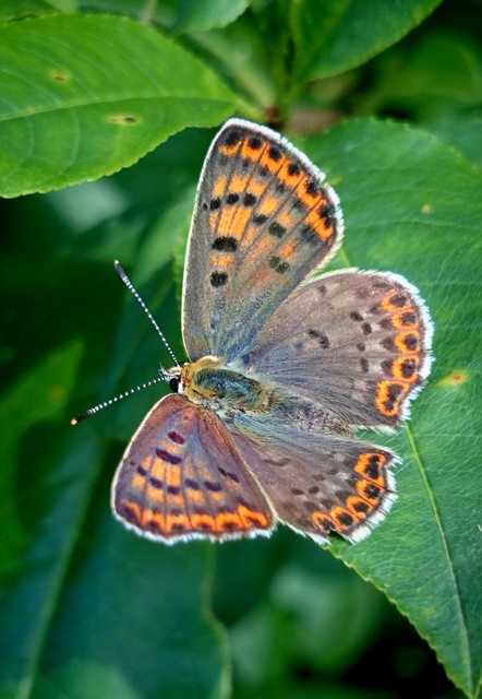 Lycaena tityrus - barna tűzlepke