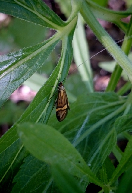 Nemophora degeerella - pompás tőrösmoly