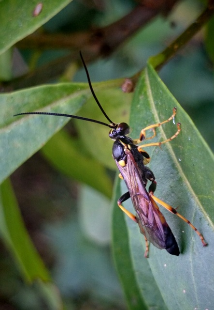 Ichneumoninae