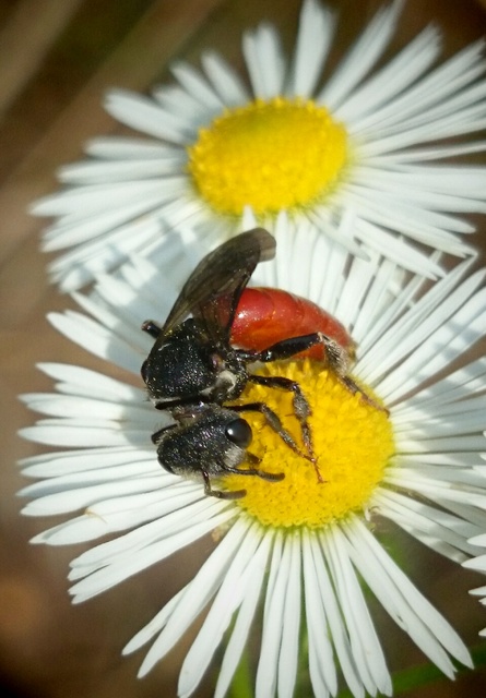 Sphecodes