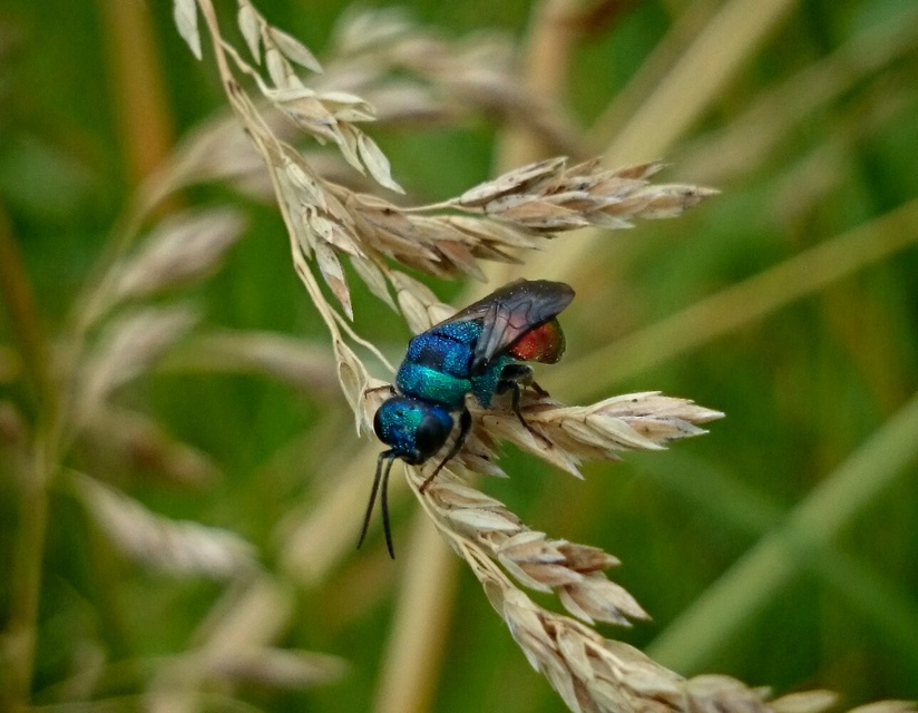 Chrysididae - fémdarazsak