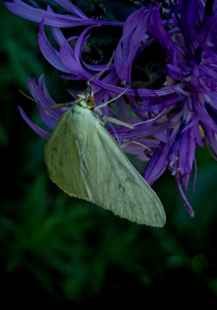 Sitochroa palealis - kénszárnyú dudvamoly