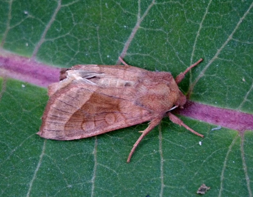 Hydraecia micacea - csillogó acsalapubagoly