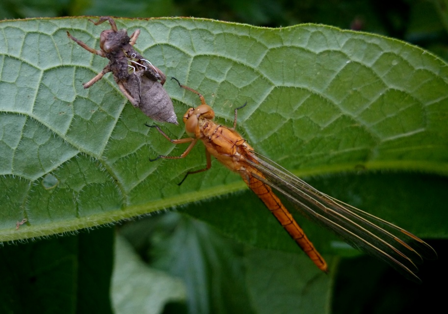 Orthetrum coerulescens - karcsú pásztorszitakötő