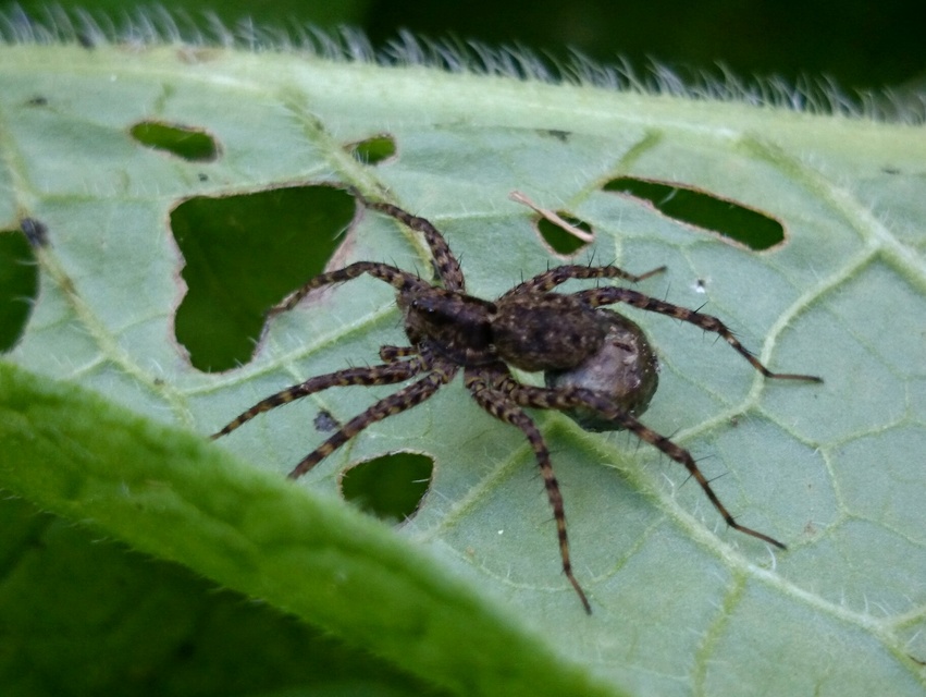 Pardosa