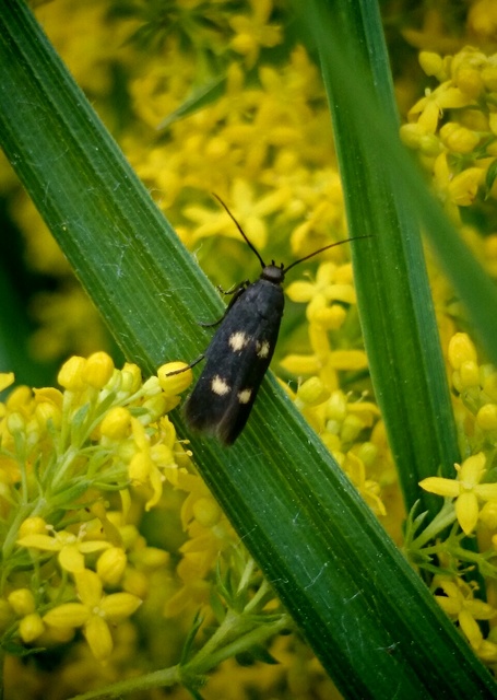 Parascythris muelleri - kétpettyes zöldmoly