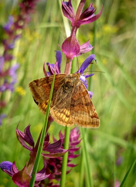 Euclidia glyphica - közönséges nappalibagoly