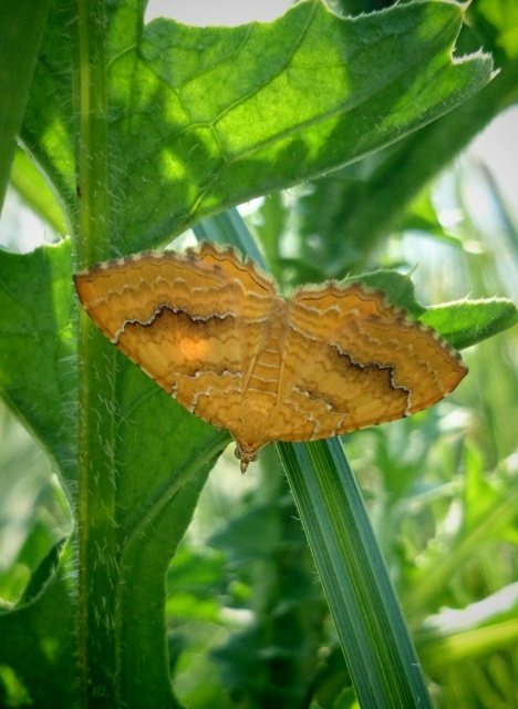 Camptogramma bilineata - kétvonalas sávosaraszoló