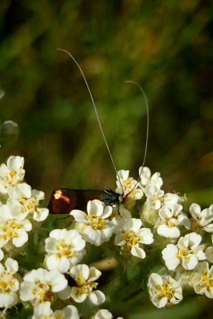 Nemophora fasciella - feketesávú tőrösmoly