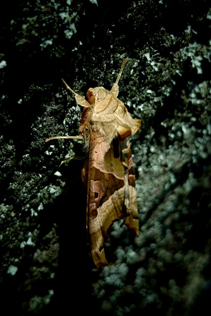 Phlogophora meticulosa - vándorló csipkésbagoly