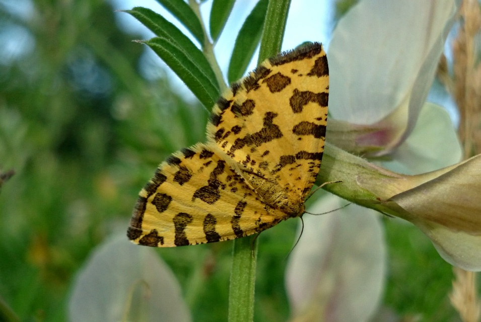 Pseudopanthera macularia - párducfoltos araszoló