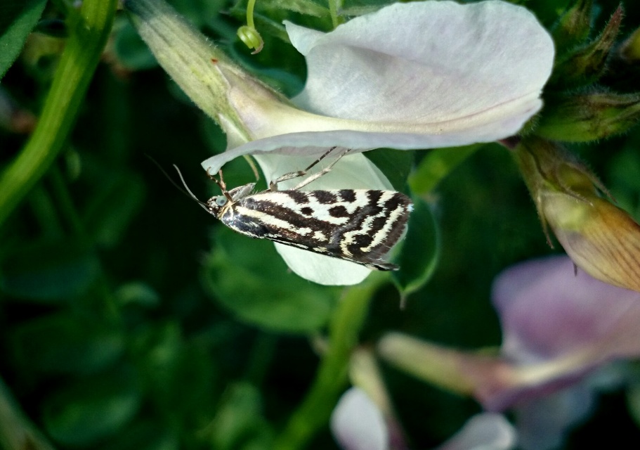 Emmelia trabealis - zebrabagoly