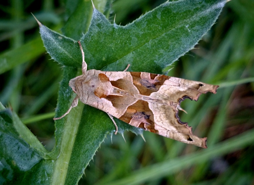 Phlogophora meticulosa - vándorló csipkésbagoly