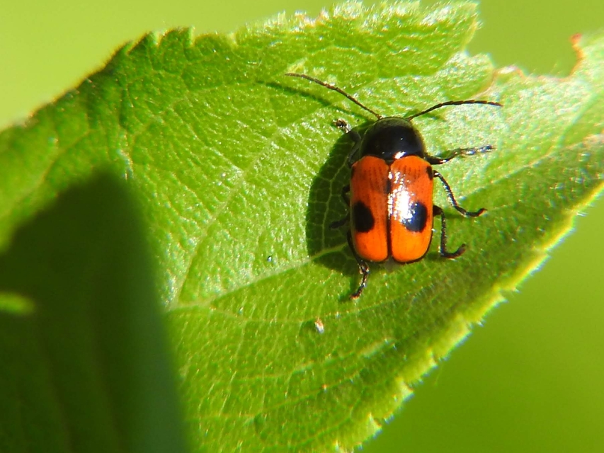 Cryptocephalus bipunctatus - kétpettyes zömökbogár