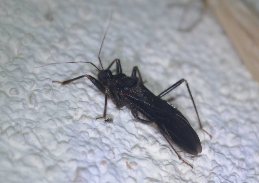 Reduvius personatus - szemetes zugpoloska