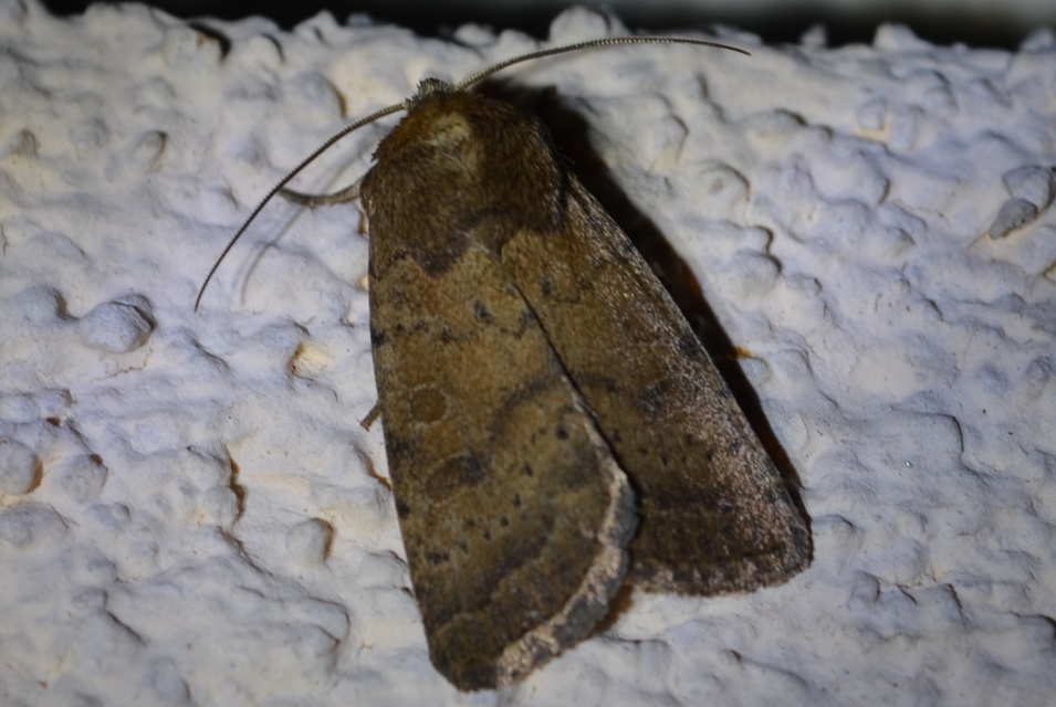 Hoplodrina octogenaria - barna selymesbagoly