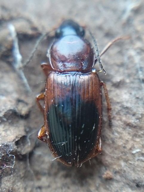 Stenolophus teutonus - nagyfoltos turzásfutó