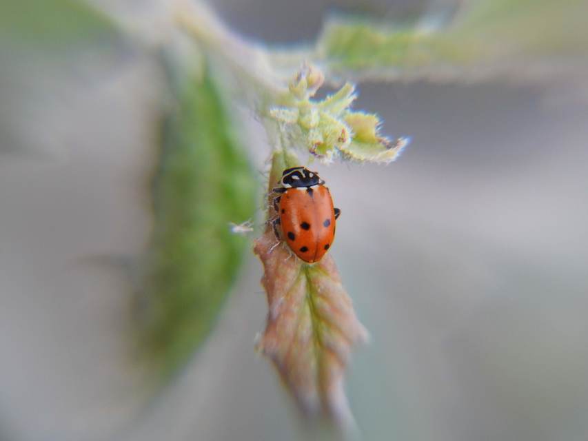 Hippodamia variegata - tizenhárompettyes katica