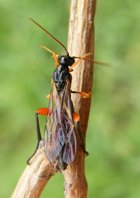 Ichneumonidae - valódi fürkészdarazsak