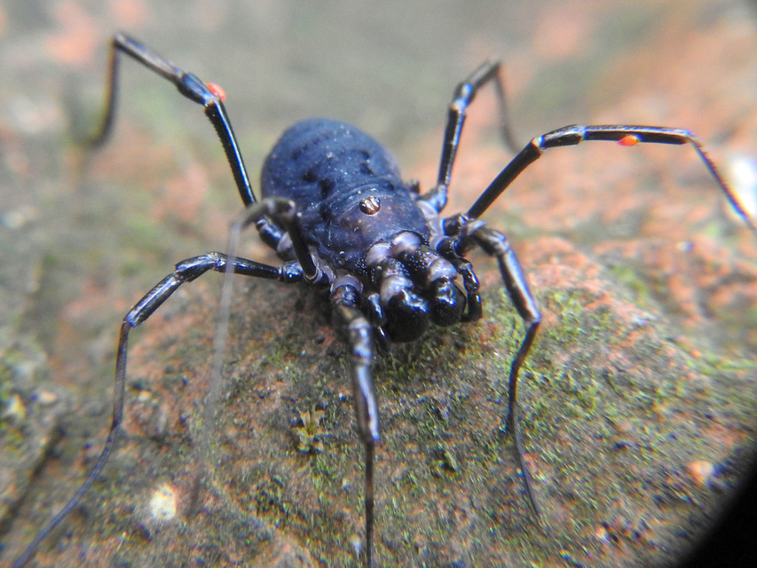 Zachaeus crista