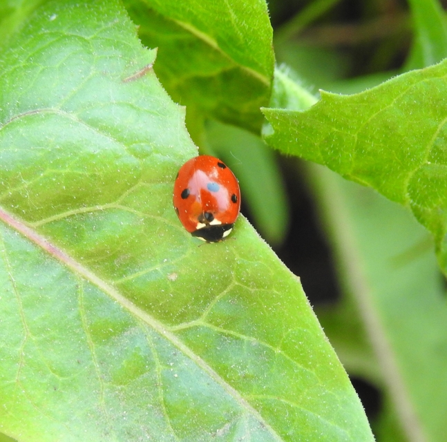 Coccinella septempunctata - hétpettyes katica