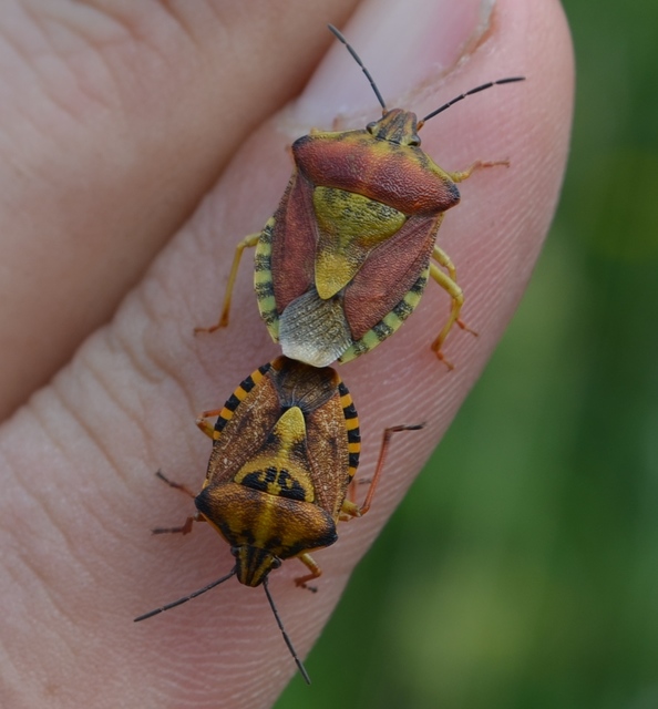 Carpocoris Carpocoris