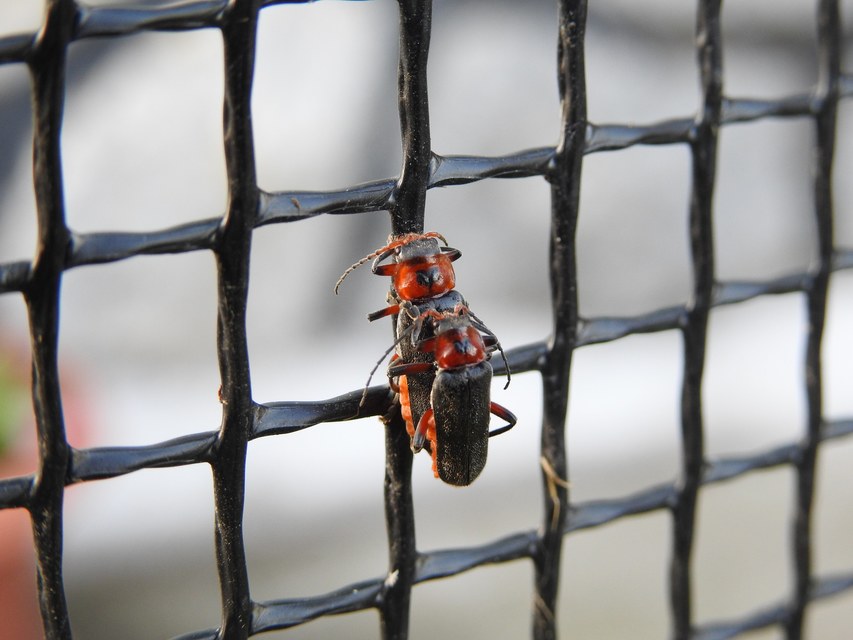 Cantharis rustica - suszterbogár