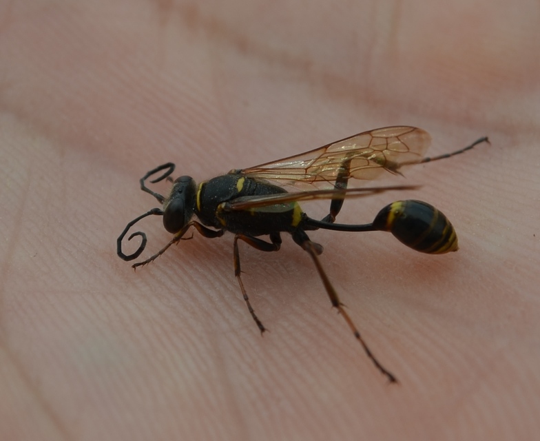 Sceliphron curvatum - barnalábú lopódarázs