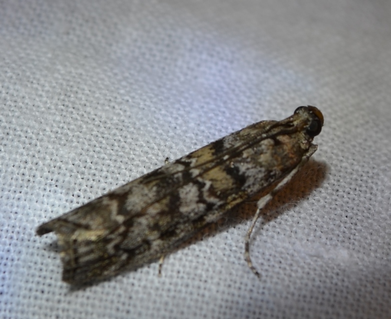 Dioryctria