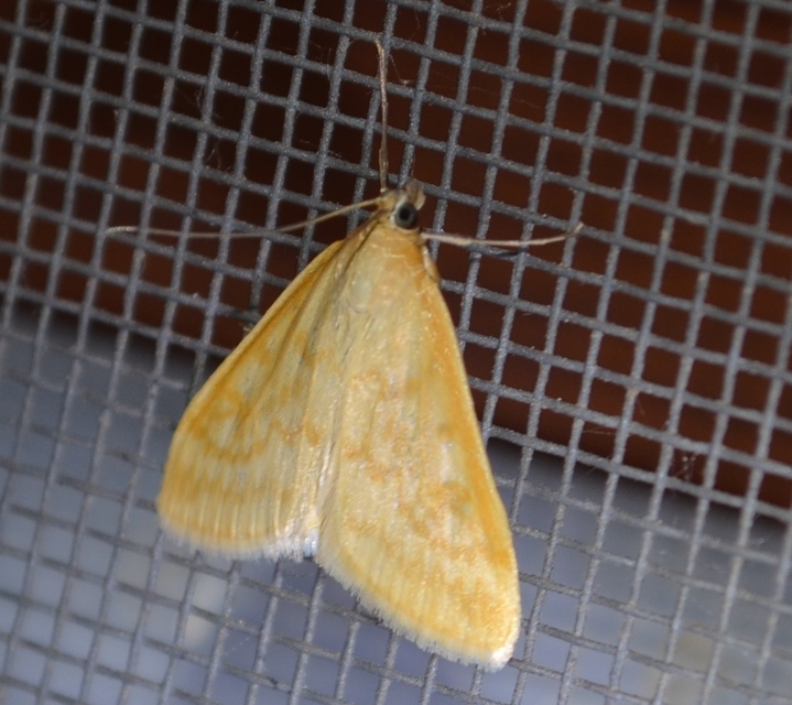 Sitochroa verticalis - világossárga dudvamoly