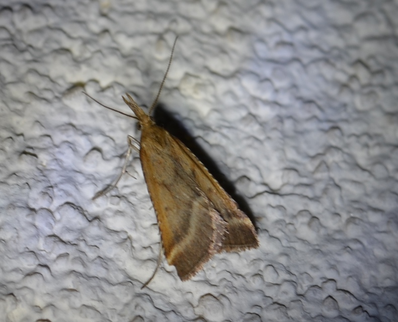 Synaphe punctalis - hosszúlábú fényilonca