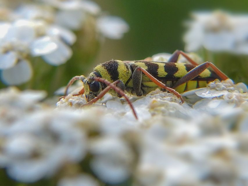Echinocerus floralis - lucerna-darázscincér