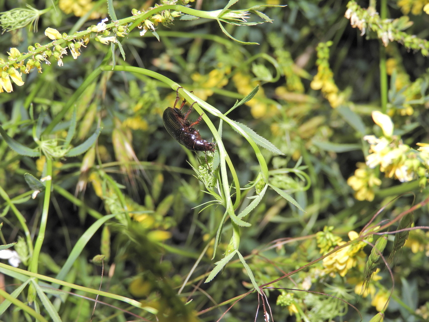 Zabrus tenebrioides - gabonafutó