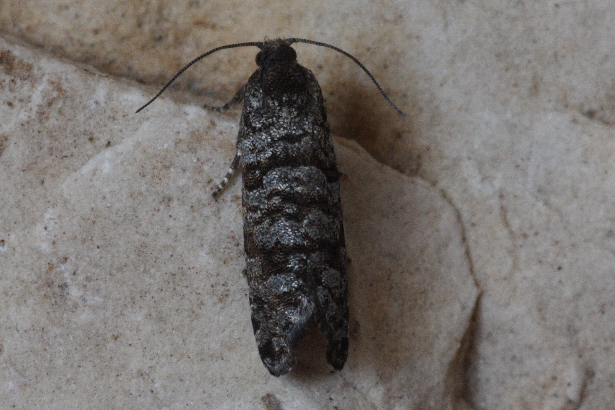 Retinia resinella - kormos gyantamoly