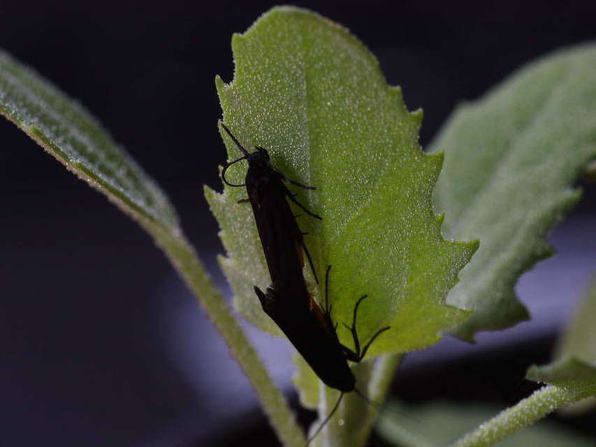 Scythris sinensis - aranyfarú zöldmoly