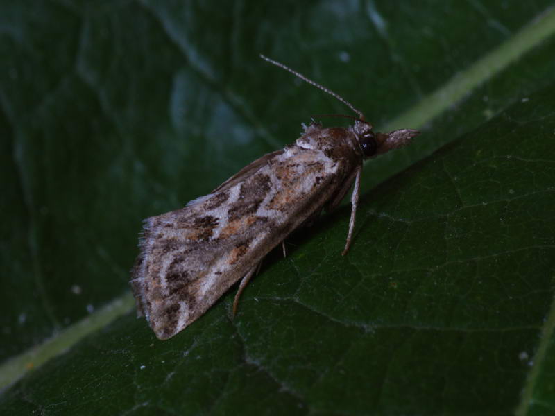Hypotia massilialis - cifra fényilonca