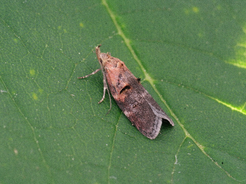 Anchinia daphnella - nagy boroszlánmoly