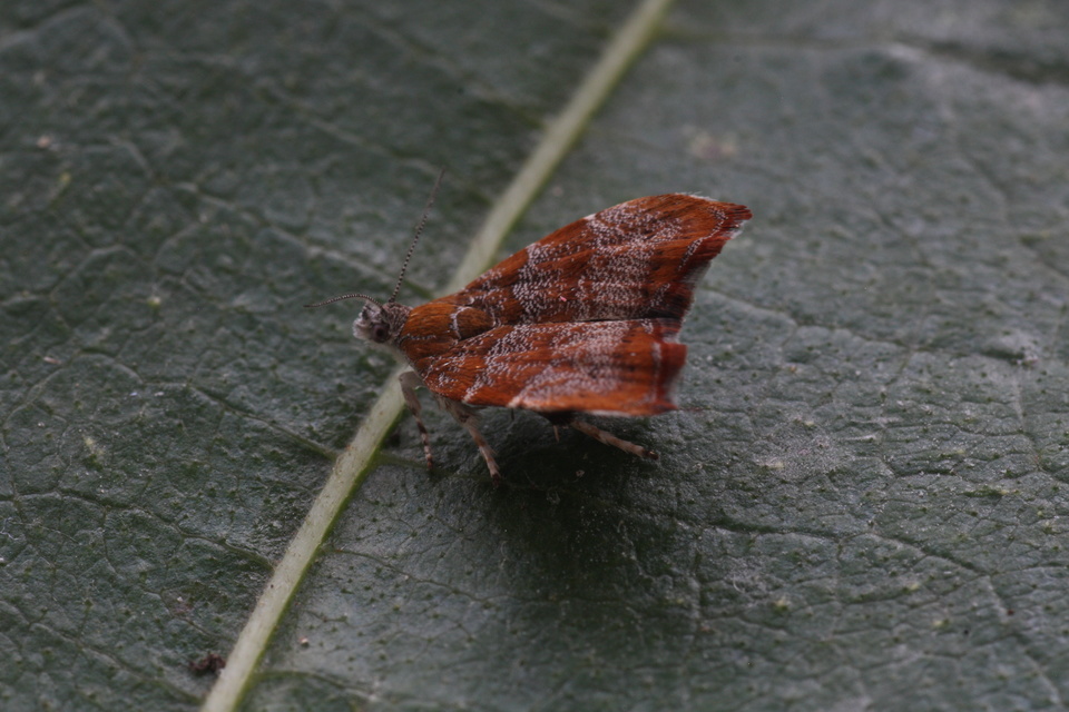 Choreutis nemorana - füge-levélmoly
