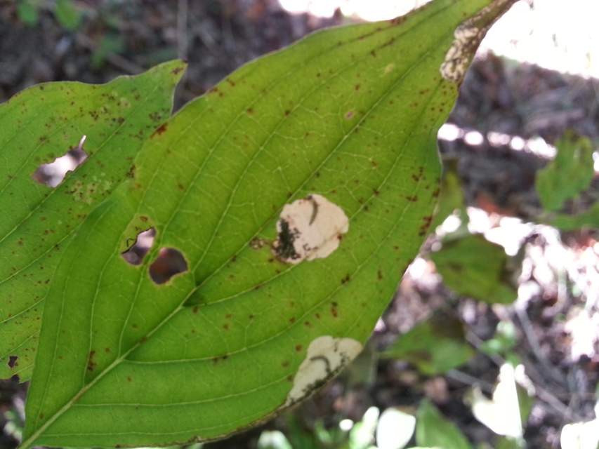 Microlepidoptera - Molylepkék