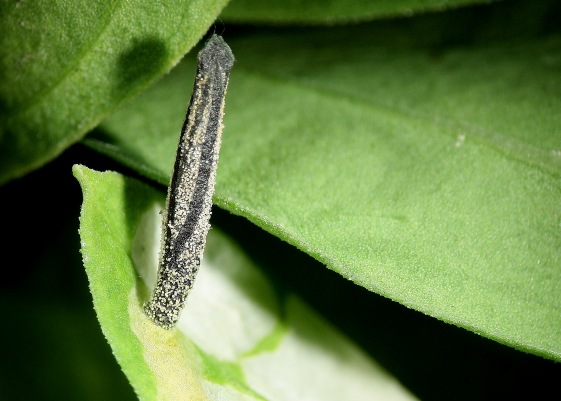 Coleophora saponariella - szappanfű-zsákosmoly