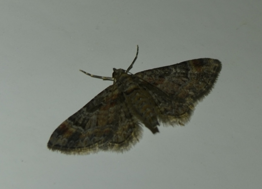 Gymnoscelis rufifasciata - vöröscsíkos törpearaszoló
