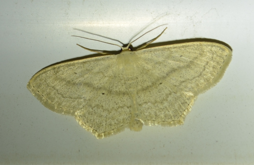 Scopula nigropunctata - feketepettyes araszoló