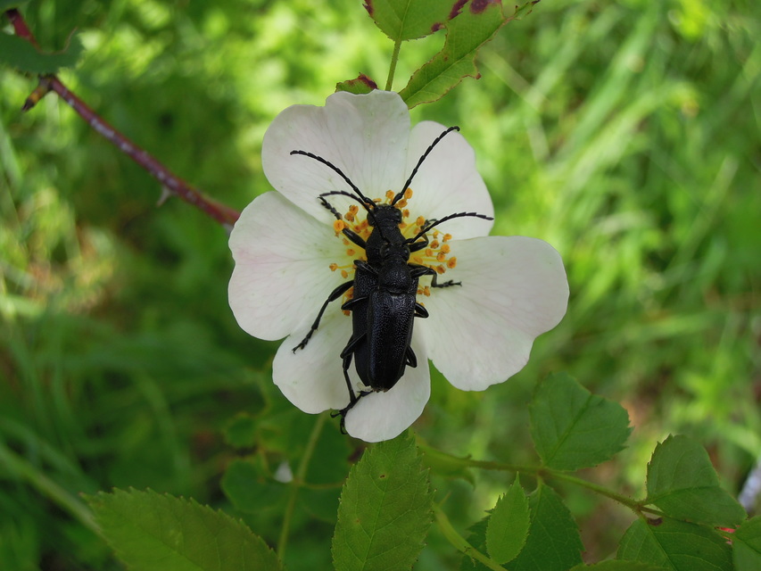 Stictoleptura scutellata - hegyi virágcincér