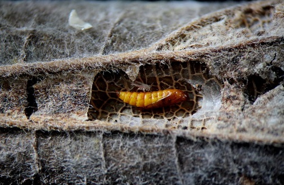 Phyllonorycter millierella - ostorfa-sátorosmoly