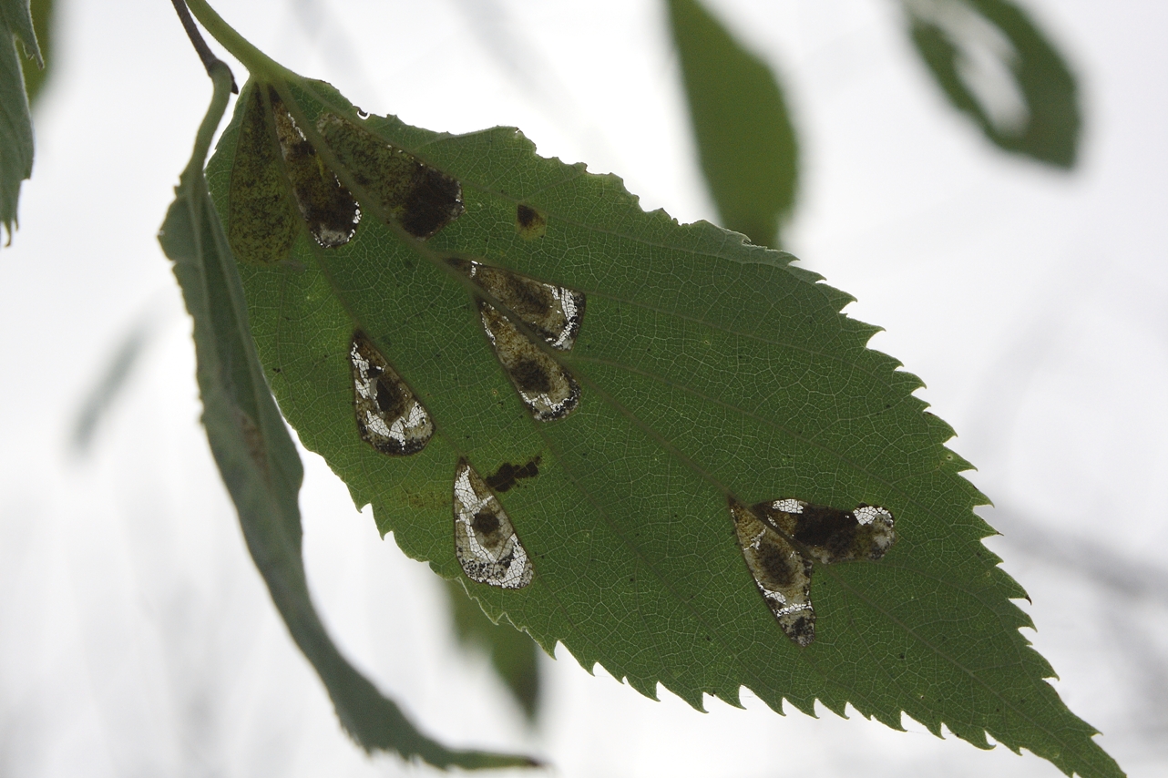 Phyllonorycter millierella - ostorfa-sátorosmoly