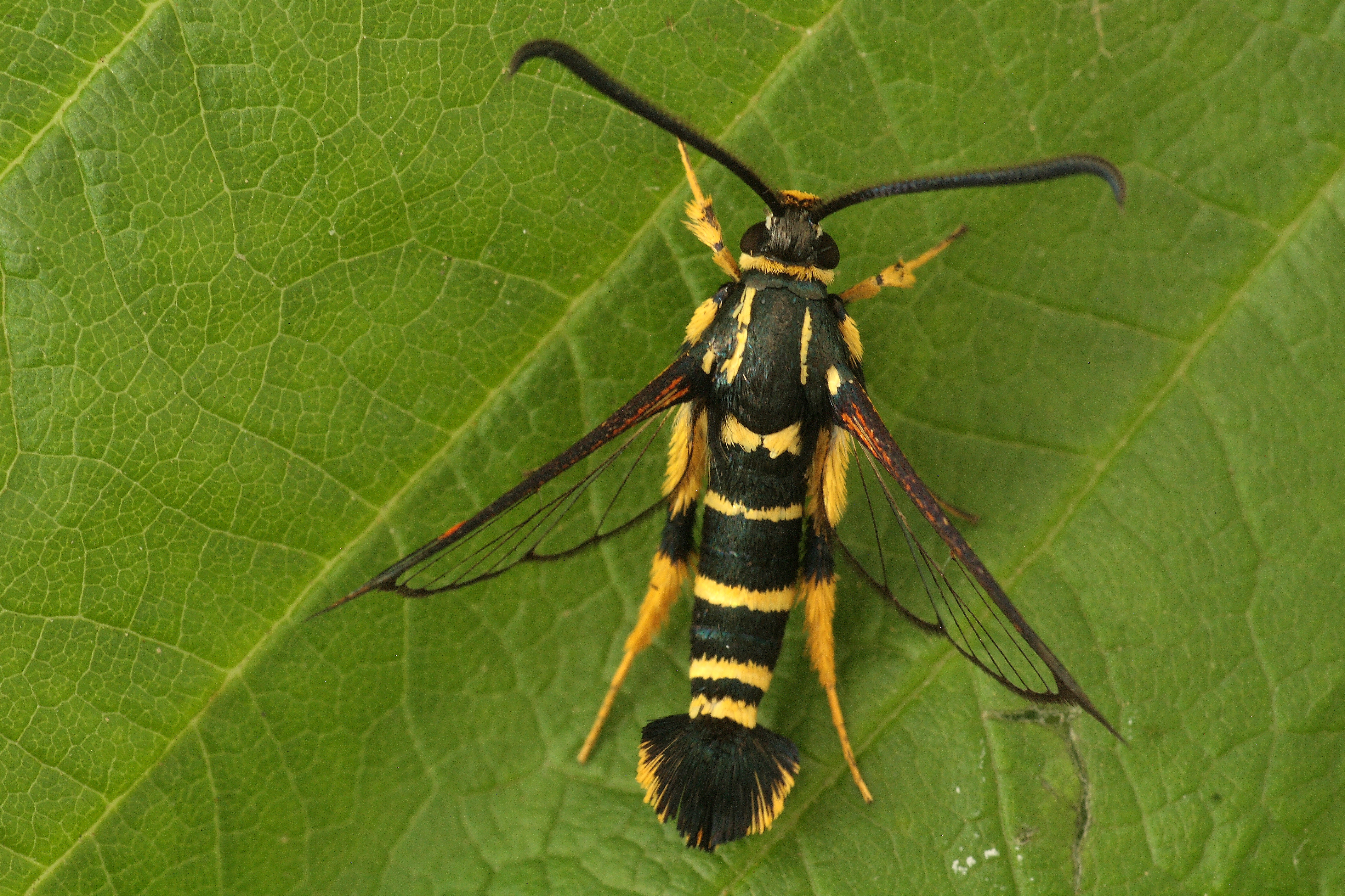 Synanthedon vespiformis - darázsszitkár
