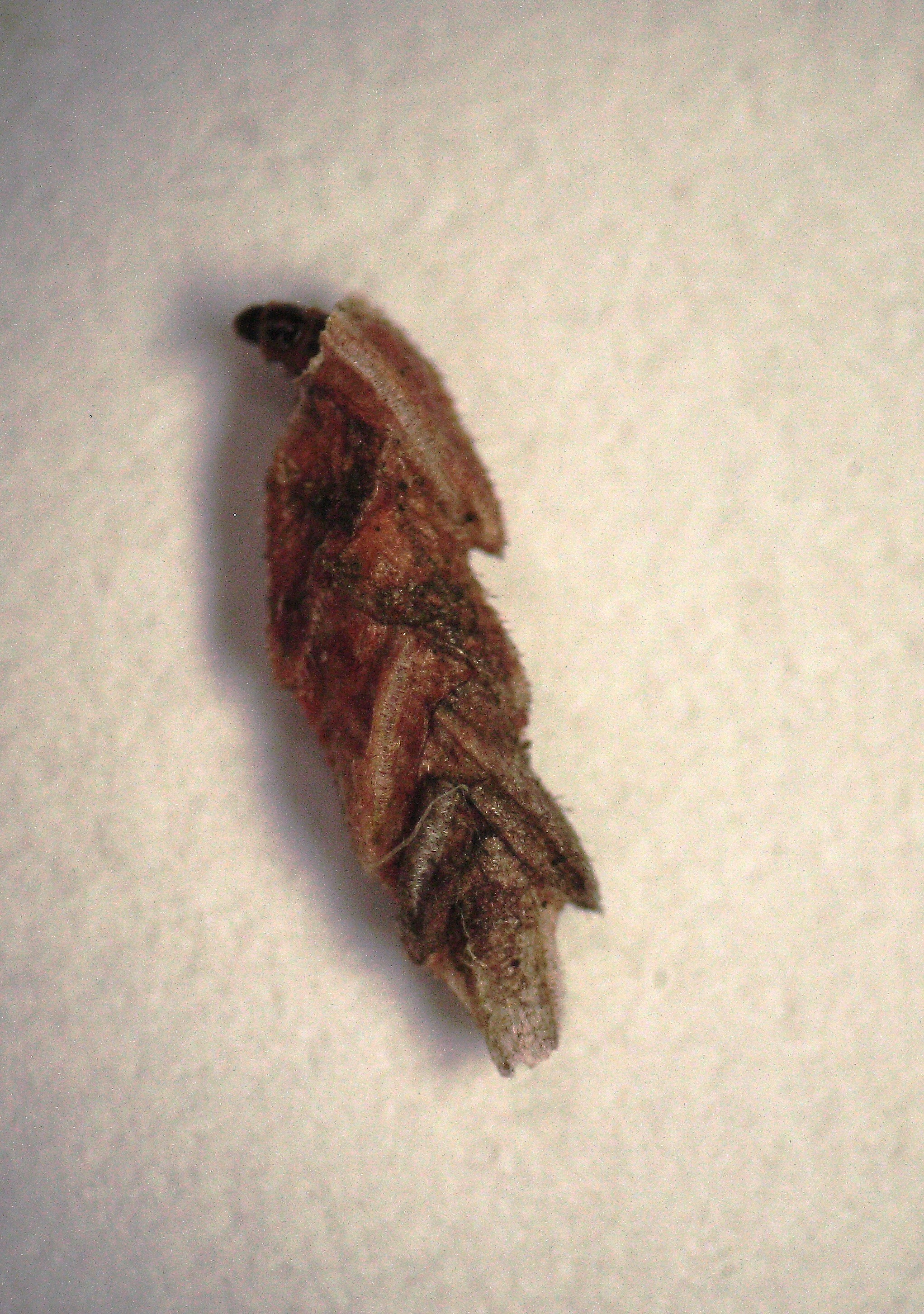Coleophora juncicolella - hangarágó zsákosmoly