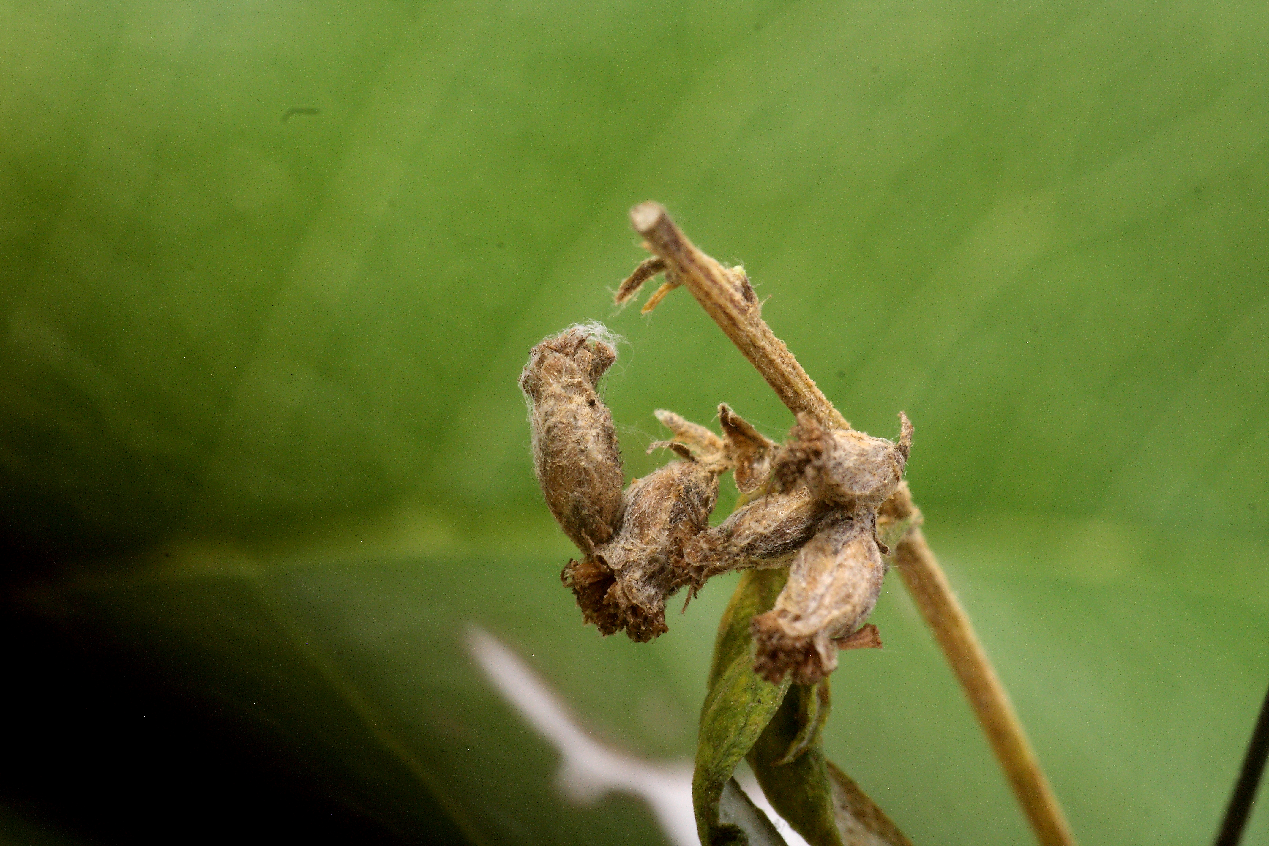 Coleophora artemisicolella - feketeüröm-zsákosmoly